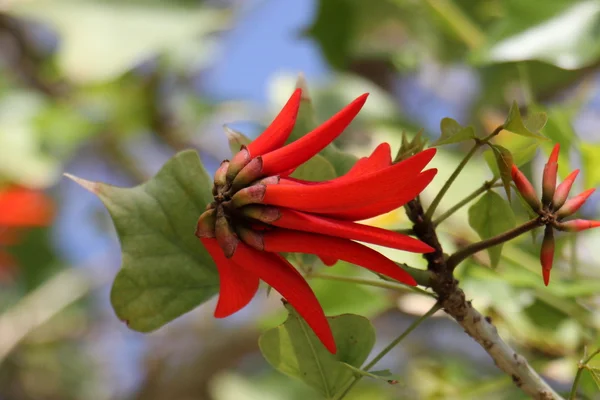 Nature et fleurs close-up — Photo