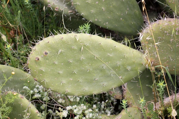 Natur und Blumen aus nächster Nähe — Stockfoto