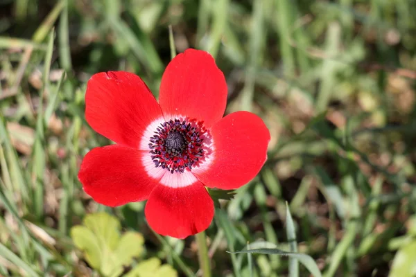 Natuur en bloemen close-up — Stockfoto