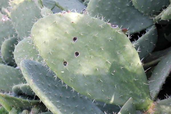 Naturaleza y flores de primer plano — Foto de Stock