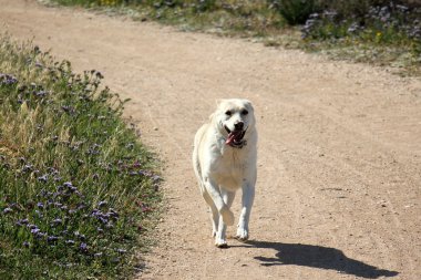 Köpek yolda koşuyor.