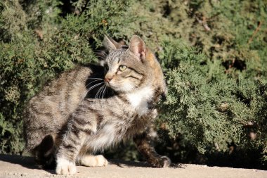 A evde beslenen hayvan öldü