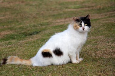 A evde beslenen hayvan öldü