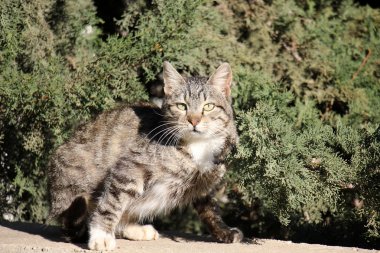 A evde beslenen hayvan öldü