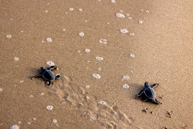 Tatlı su kaplumbağaları sürüngenler