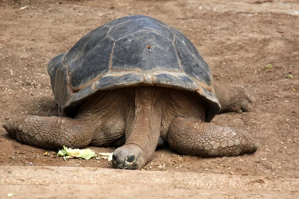 Schildpadden zoetwater reptielen — Stockfoto