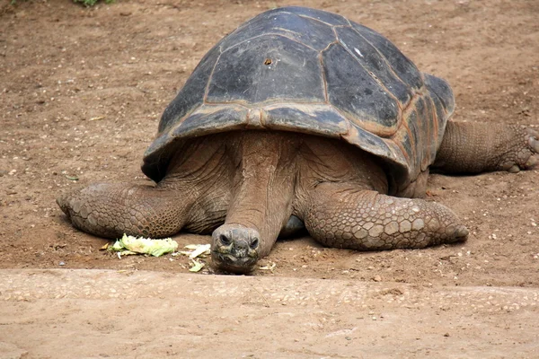 Schildpadden zoetwater reptielen — Stockfoto