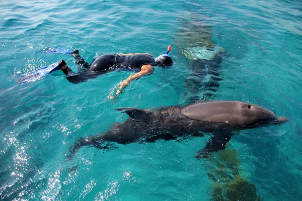 Eilat Dolphinarium