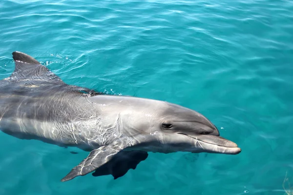 Dolphinarium in Eilat — Stock Photo, Image