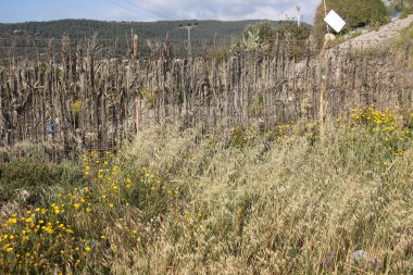 her zaman Sınırdaki telleri     