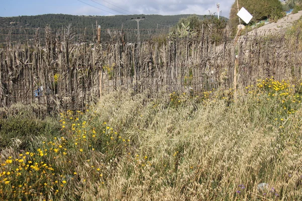 her zaman Sınırdaki telleri     