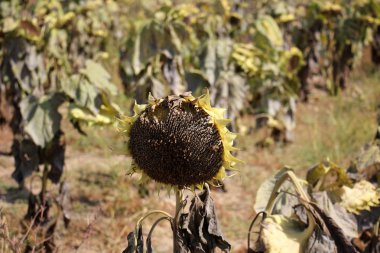 bahçede büyüyen ayçiçekleri       