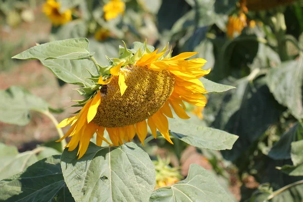 Sunflowers growing in the garden — Stock Photo, Image