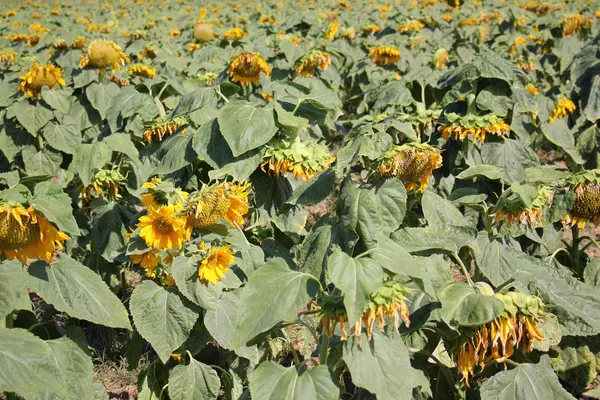 Girasoles creciendo en el jardín — Foto de Stock