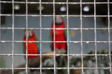 kafeste oturan evde beslenen hayvan       