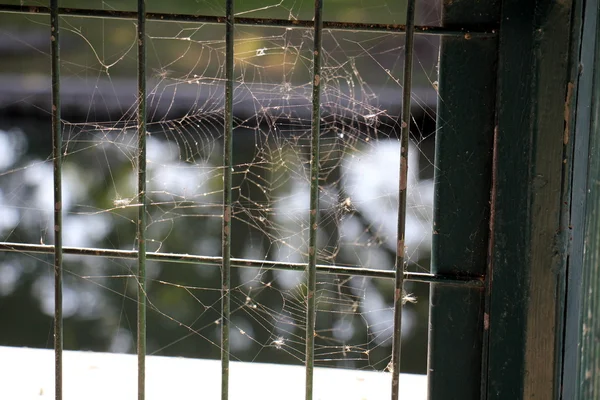 Pet sitting in a cage — Stock Photo, Image