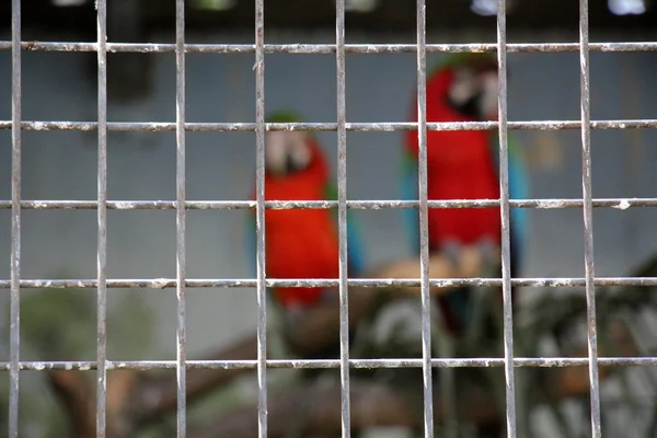 Pet sitting in a cage — Stock Photo, Image