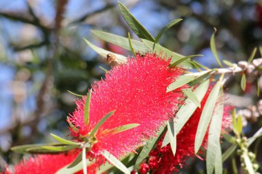 Doğa ve çiçekler yakın çekim       