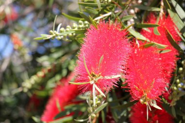Doğa ve çiçekler yakın çekim       