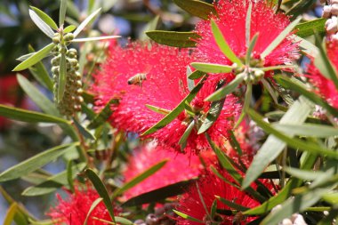Doğa ve çiçekler yakın çekim       