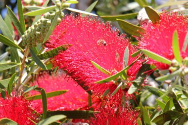Doğa ve çiçekler yakın çekim       