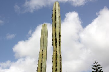 Doğa ve çiçekler yakın çekim       