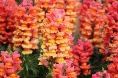 Doğa ve çiçekler yakın çekim       