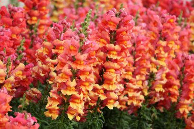 Doğa ve çiçekler yakın çekim       