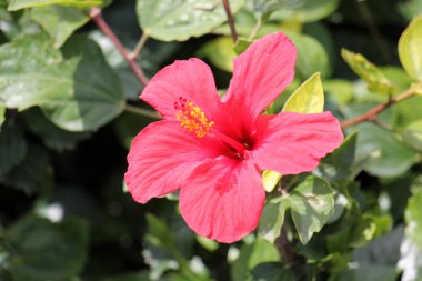 Doğa ve çiçekler yakın çekim       