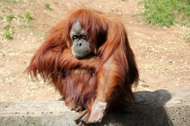 Doğa ve çiçekler yakın çekim       