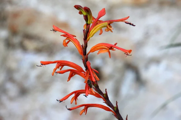 Natureza e flores close-up — Fotografia de Stock