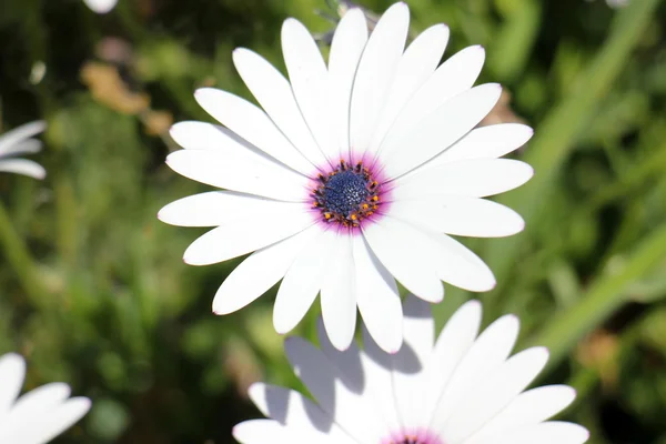 Příroda a květiny close-up — Stock fotografie