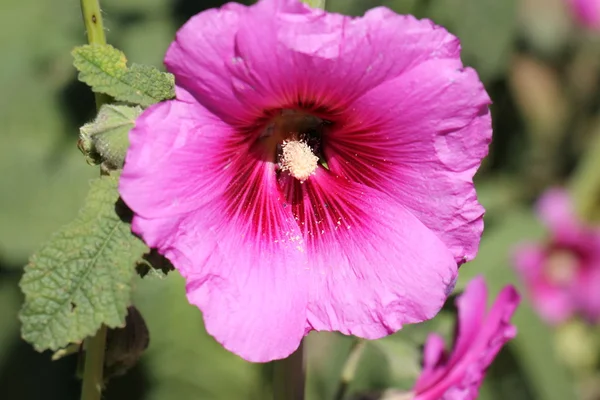 Natureza e flores close-up — Fotografia de Stock