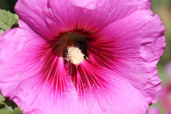 自然と花のクローズ アップ — ストック写真