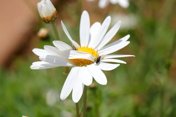 Natur und Blumen aus nächster Nähe — Stockfoto