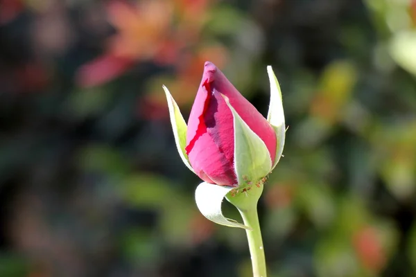 Naturaleza y flores de primer plano —  Fotos de Stock