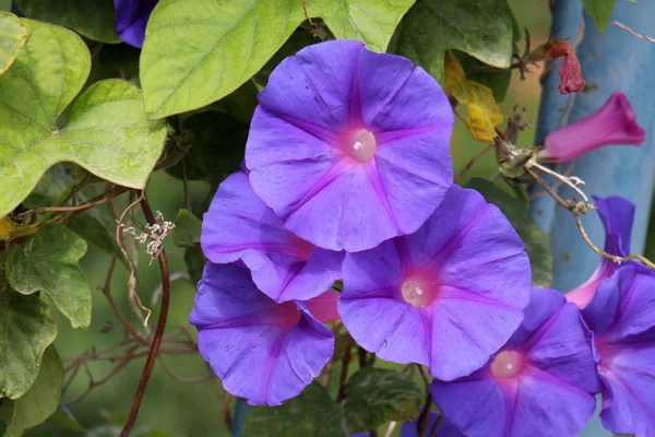 Natuur en bloemen close-up — Stockfoto