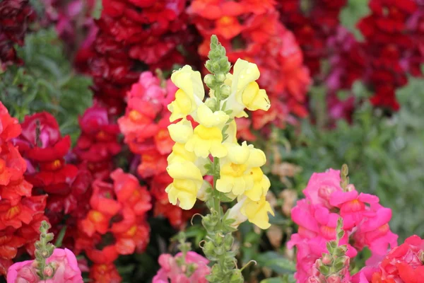 Doğa ve çiçekler yakın çekim       