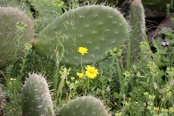 Nature and flowers close-up — Stock Photo, Image