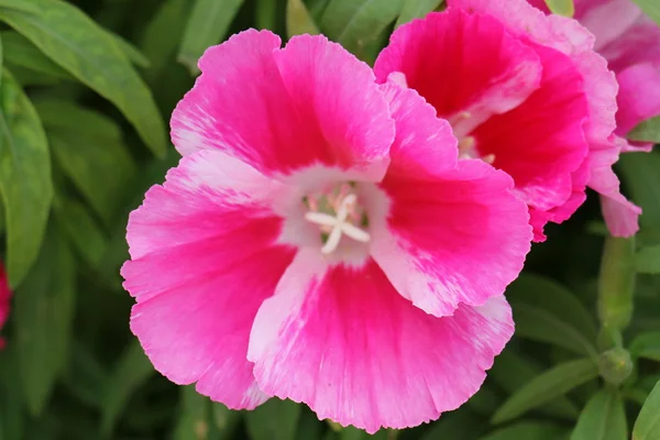 Natuur en bloemen close-up — Stockfoto