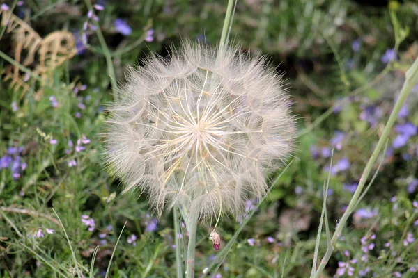 Natur och blommor närbild — Stockfoto