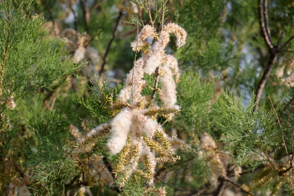 Naturaleza y flores de primer plano — Foto de Stock