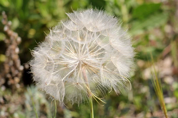 Natuur en bloemen close-up — Stockfoto