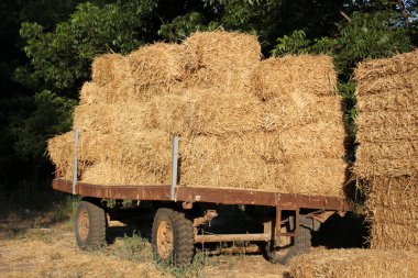 Kuru, sıkıştırılmış saman       