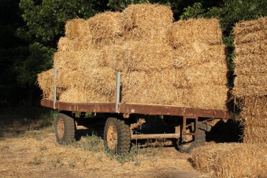 Kuru, sıkıştırılmış saman       