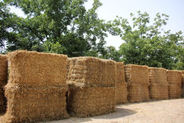 Kuru, sıkıştırılmış saman       