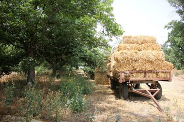 Kuru, sıkıştırılmış saman       