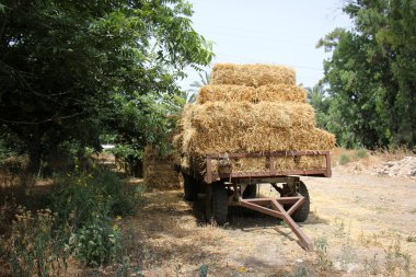 Kuru, sıkıştırılmış saman       