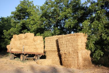 Kuru, sıkıştırılmış saman       