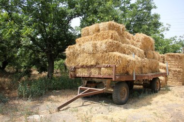 Kuru, sıkıştırılmış saman       